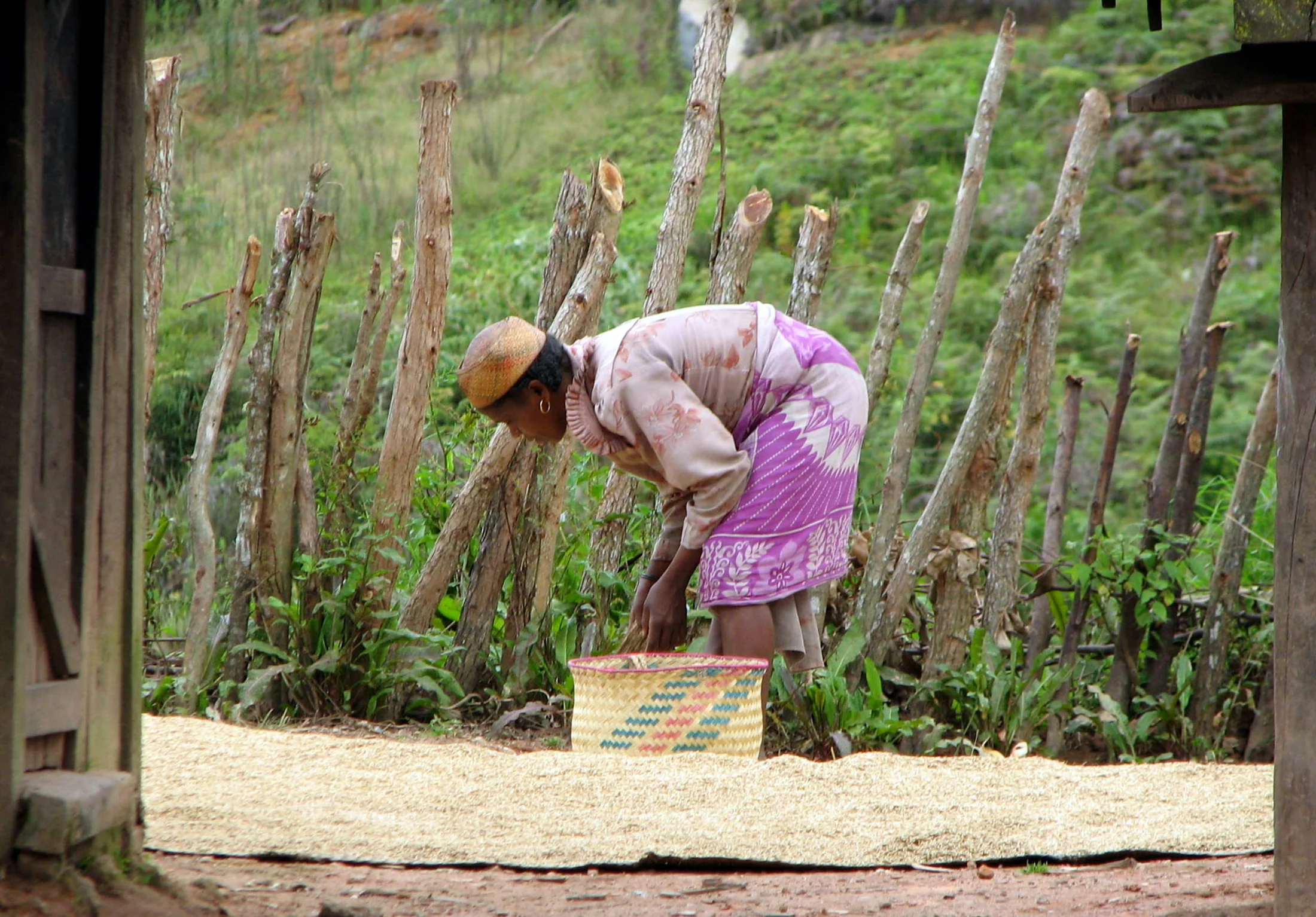 A Zafimaniry woman beside a wooden fence and cultivated plants in Madagascar.