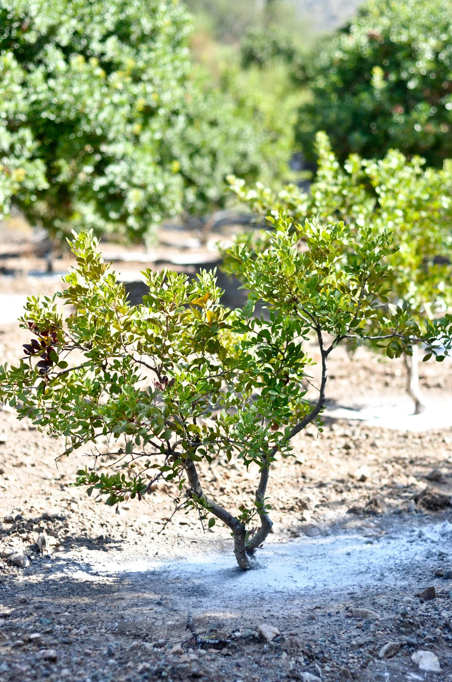 Mastic Trees