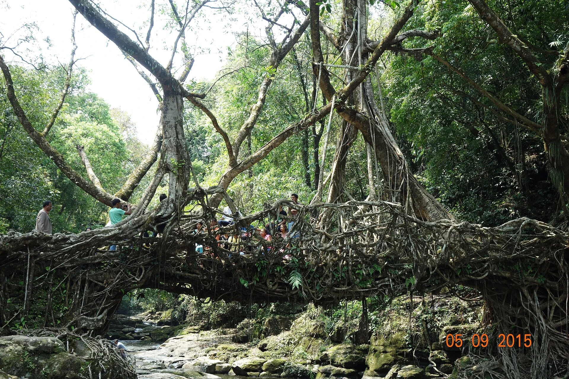 Roots